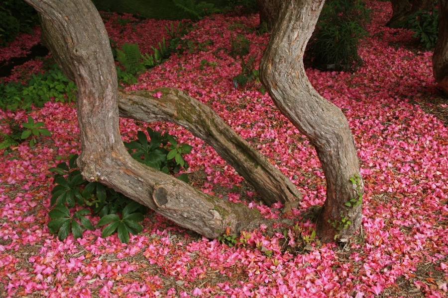 Strom s květinami