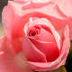 Růže z Canarsie